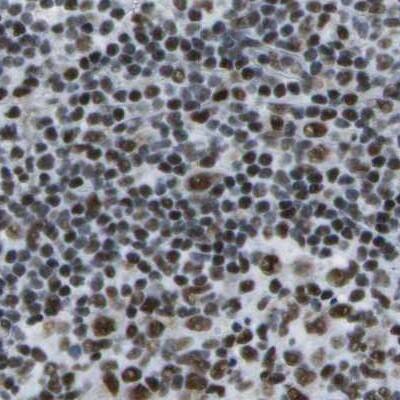 NSRP1 Antibody - BSA Free Immunohistochemistry-Paraffin: NSRP1 Antibody [NBP1-90548]