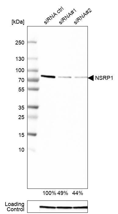 NSRP1 Antibody - BSA Free Western Blot: NSRP1 Antibody - BSA Free [NBP1-90548]