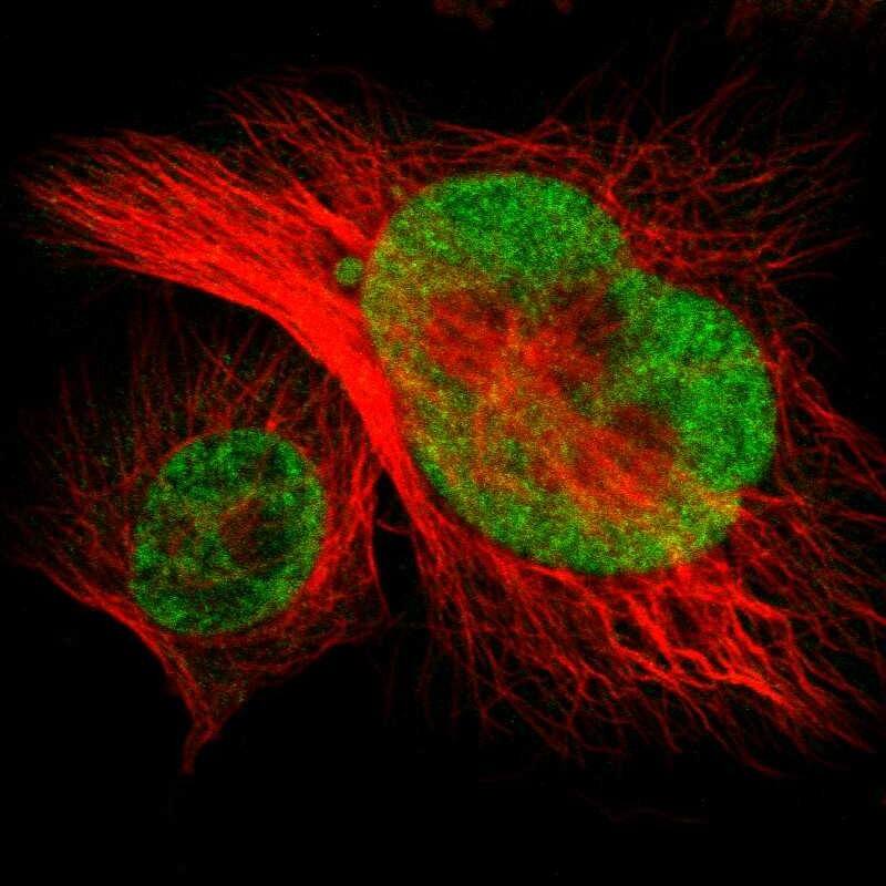 NSRP1 Antibody - BSA Free Immunocytochemistry/ Immunofluorescence: NSRP1 Antibody - BSA Free [NBP1-90548]