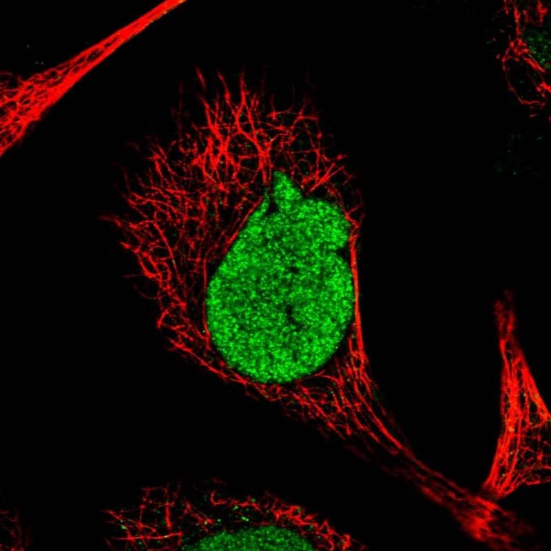 RSPH4A Antibody - BSA Free Immunocytochemistry/ Immunofluorescence: RSPH4A Antibody - BSA Free [NBP1-90573]