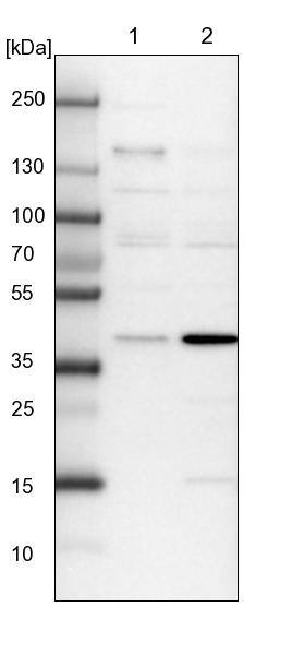 FAXC Antibody - BSA Free Western Blot: FAXC Antibody - BSA Free [NBP1-90579]