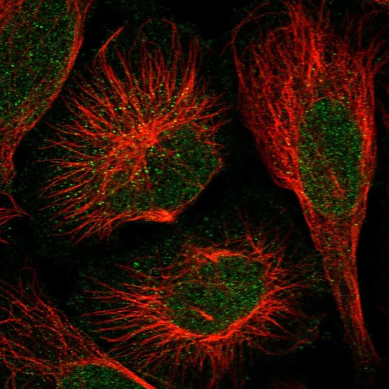 DOPEY1 Antibody - BSA Free Immunocytochemistry/ Immunofluorescence: DOPEY1 Antibody - BSA Free [NBP1-90582]