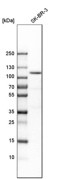 espin Antibody - BSA Free Western Blot: espin Antibody - BSA Free [NBP1-90588]