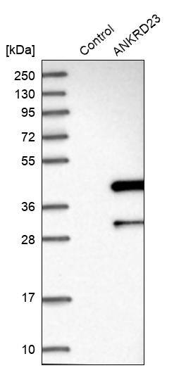 ANKRD23 Antibody - BSA Free Western Blot: ANKRD23 Antibody - BSA Free [NBP1-90599]