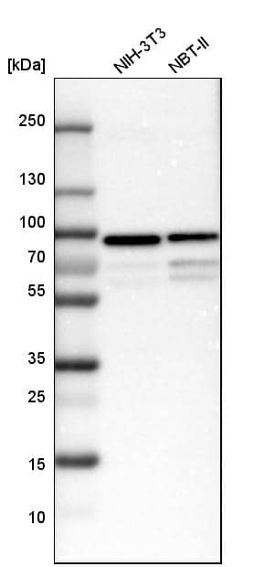 taxilin gamma Antibody - BSA Free Western Blot: taxilin gamma Antibody - BSA Free [NBP1-90605]