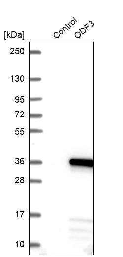 ODF3 Antibody - BSA Free Western Blot: ODF3 Antibody - BSA Free [NBP1-90614]