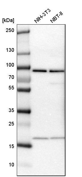 CD2AP Antibody - BSA Free Western Blot: CD2AP Antibody - BSA Free [NBP1-90625]