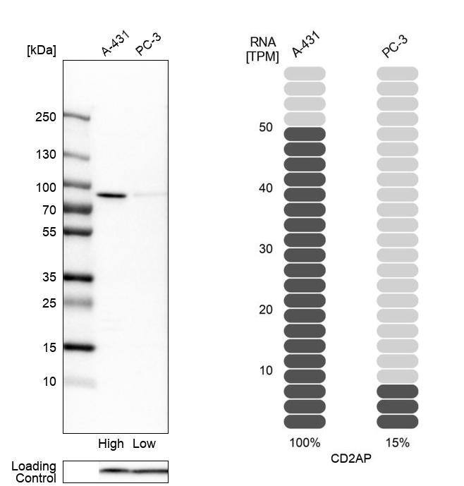 CD2AP Antibody - BSA Free Western Blot: CD2AP Antibody - BSA Free [NBP1-90626]