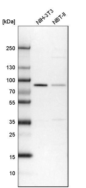 CD2AP Antibody - BSA Free Western Blot: CD2AP Antibody - BSA Free [NBP1-90626]