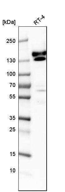 kinectin Antibody - BSA Free Western Blot: kinectin Antibody - BSA Free [NBP1-90634]