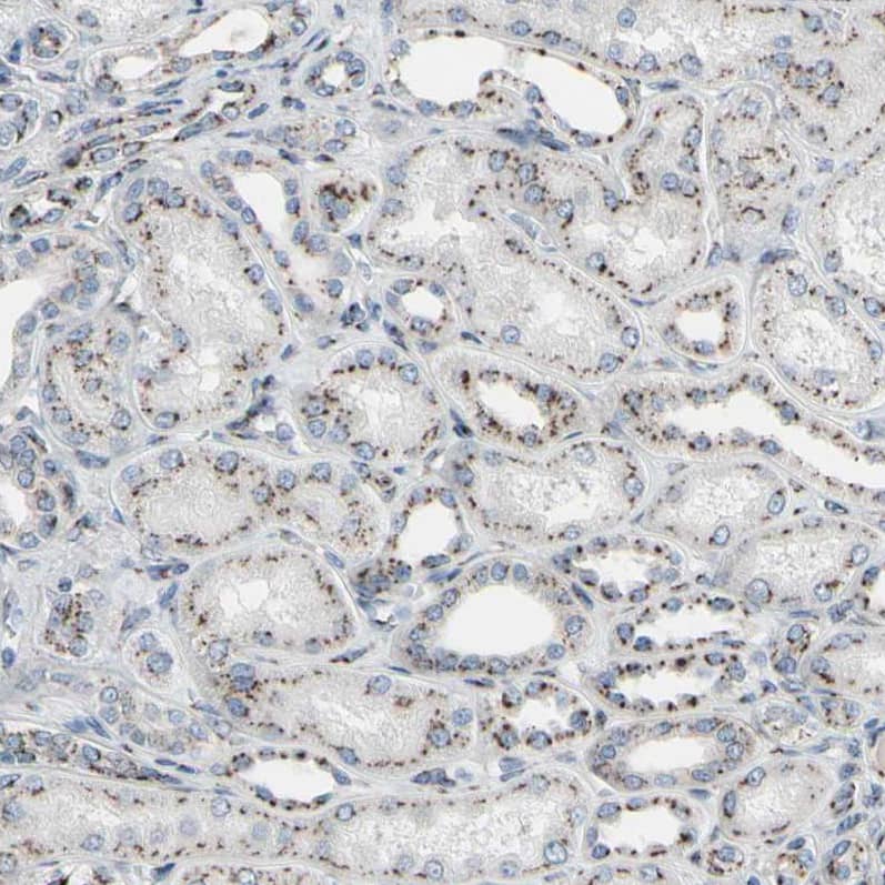 Golgi Glycoprotein 1/GLG1 Antibody - BSA Free Immunohistochemistry: Golgi Glycoprotein 1/GLG1 Antibody - BSA Free [NBP1-90636]