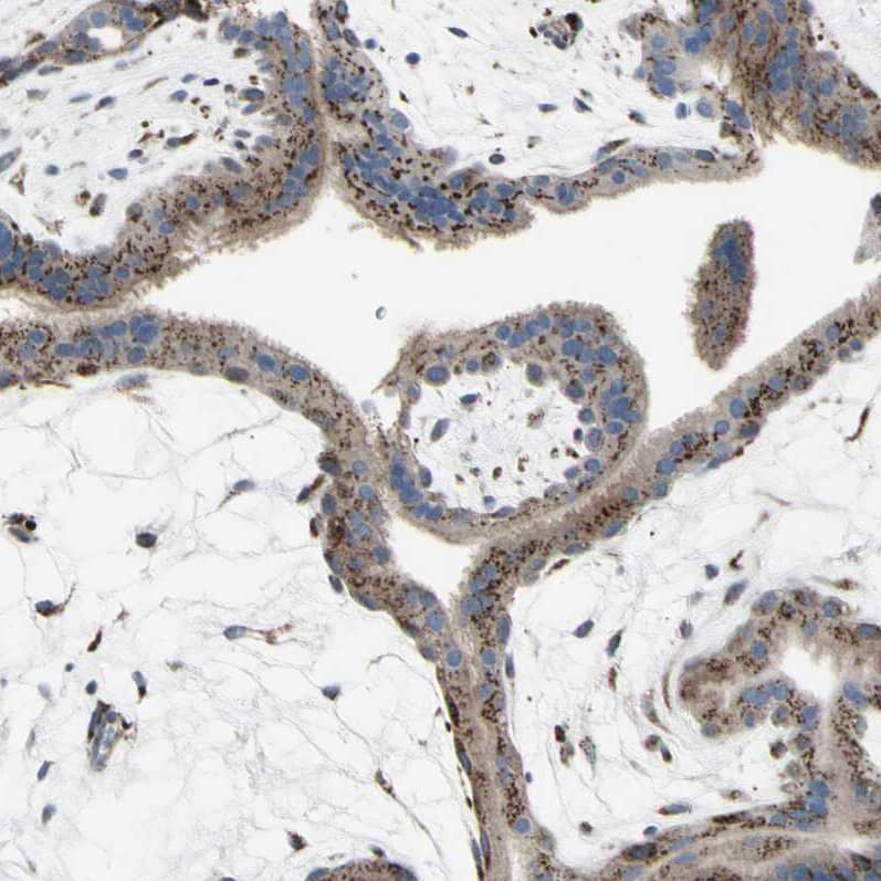Golgi Glycoprotein 1/GLG1 Antibody - BSA Free Immunohistochemistry: Golgi Glycoprotein 1/GLG1 Antibody - BSA Free [NBP1-90636]