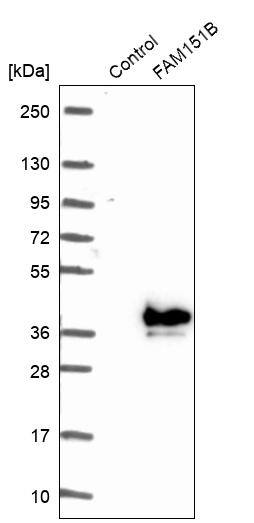 FAM151B Antibody - BSA Free Western Blot: FAM151B Antibody - BSA Free [NBP1-90647]