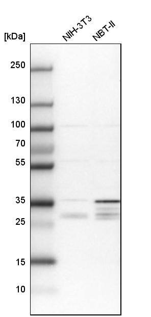 PPTC7 Antibody - BSA Free Western Blot: PPTC7 Antibody - BSA Free [NBP1-90654]