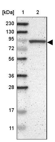 CNST Antibody - BSA Free Western Blot: CNST Antibody - BSA Free [NBP1-90702]