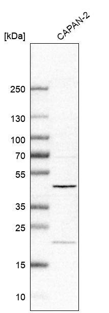 BROX Antibody - BSA Free Western Blot: BROX Antibody - BSA Free [NBP1-90706]