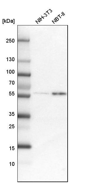 GLT25D2 Antibody - BSA Free Western Blot: GLT25D2 Antibody - BSA Free [NBP1-90711]