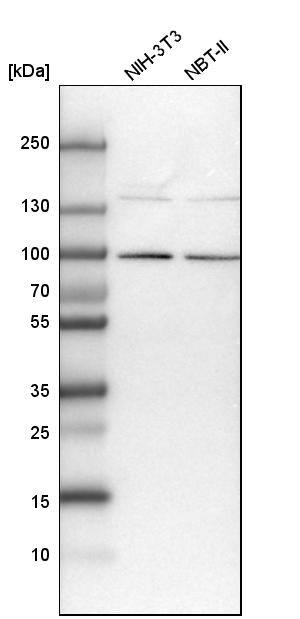 GLT25D2 Antibody - BSA Free Western Blot: GLT25D2 Antibody - BSA Free [NBP1-90712]