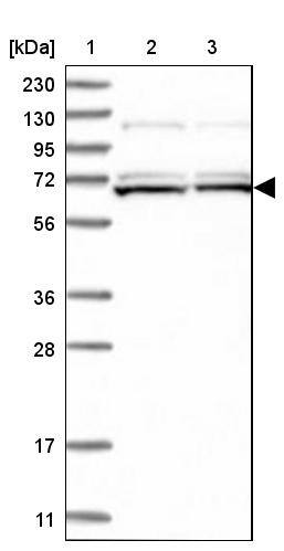 SAMD15 Antibody - BSA Free Western Blot: SAMD15 Antibody - BSA Free [NBP1-90727]