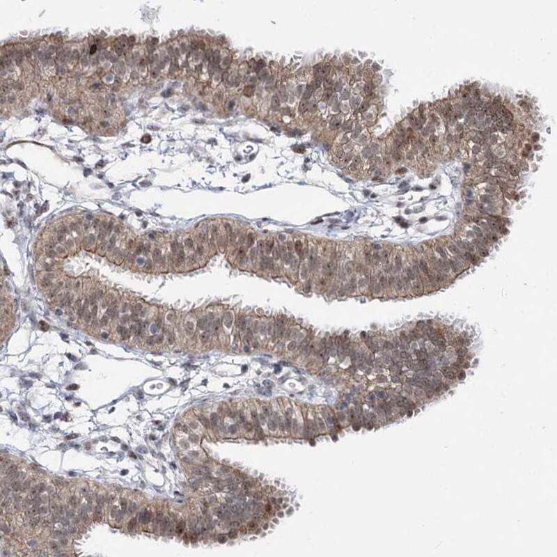 STOX1 Antibody - BSA Free Immunohistochemistry-Paraffin: STOX1 Antibody [NBP1-90745]