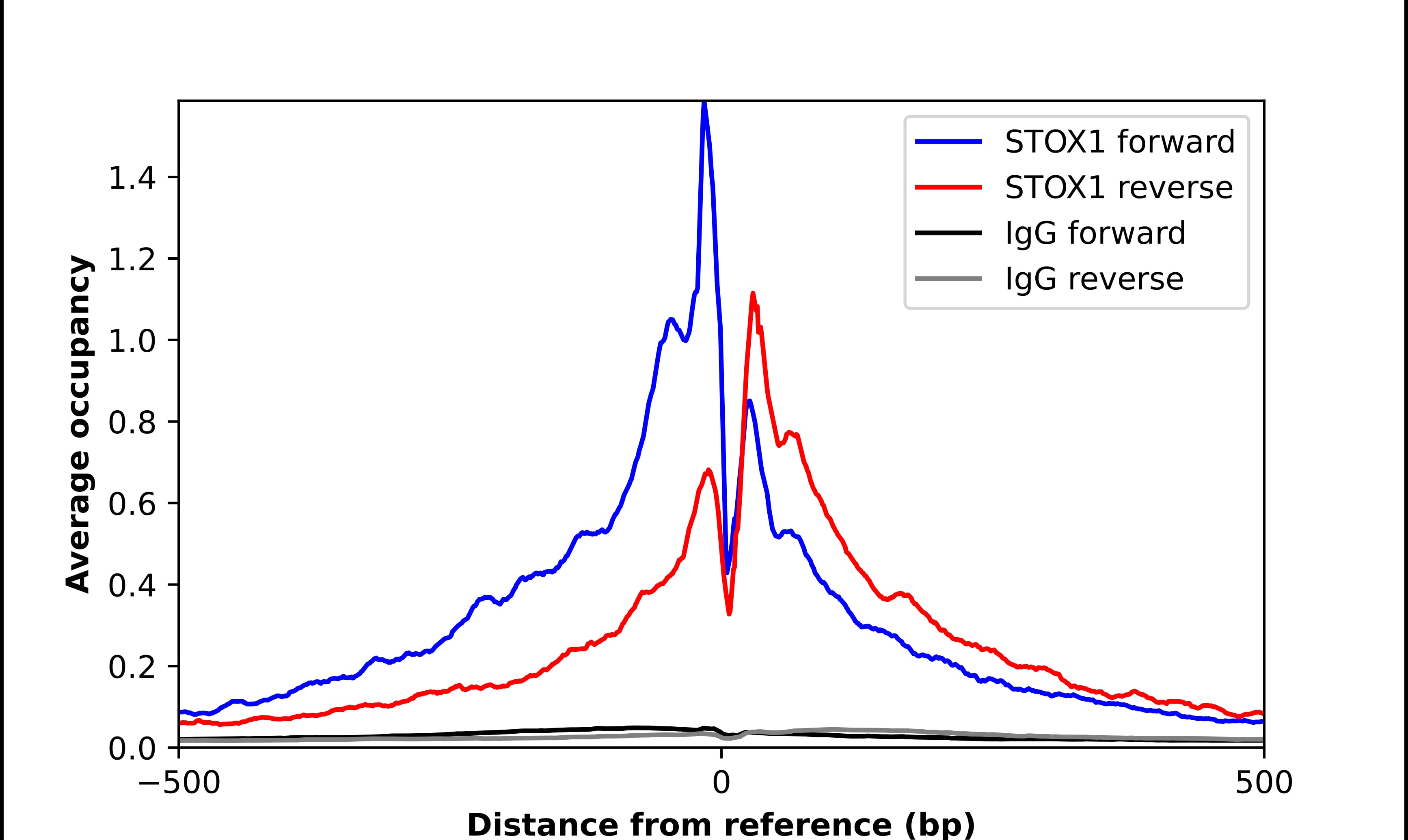 STOX1 Antibody - BSA Free Chromatin Immunoprecipitation ChIP: STOX1 Antibody - BSA Free
