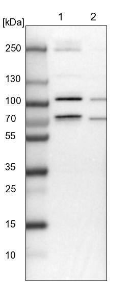 MCMBP Antibody - BSA Free Western Blot: MCMBP Antibody - BSA Free [NBP1-90746]