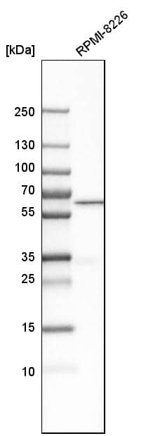 CD277/BTN3A1 Antibody - BSA Free Western Blot: CD277/BTN3A1 Antibody - BSA Free [NBP1-90750]