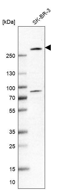BIG3 Antibody - BSA Free Western Blot: BIG3 Antibody - BSA Free [NBP1-90759]
