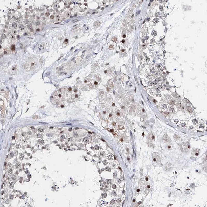 ASCL4 Antibody - BSA Free Immunohistochemistry: ASCL4 Antibody - BSA Free [NBP1-90762]