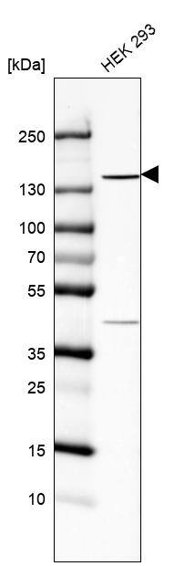TBC1D32 Antibody - BSA Free Western Blot: TBC1D32 Antibody - BSA Free [NBP1-90777]
