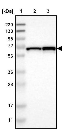 DENND4C Antibody - BSA Free Western Blot: DENND4C Antibody - BSA Free [NBP1-90787]