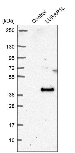 LURAP1L Antibody - BSA Free Western Blot: LURAP1L Antibody - BSA Free [NBP1-90796]