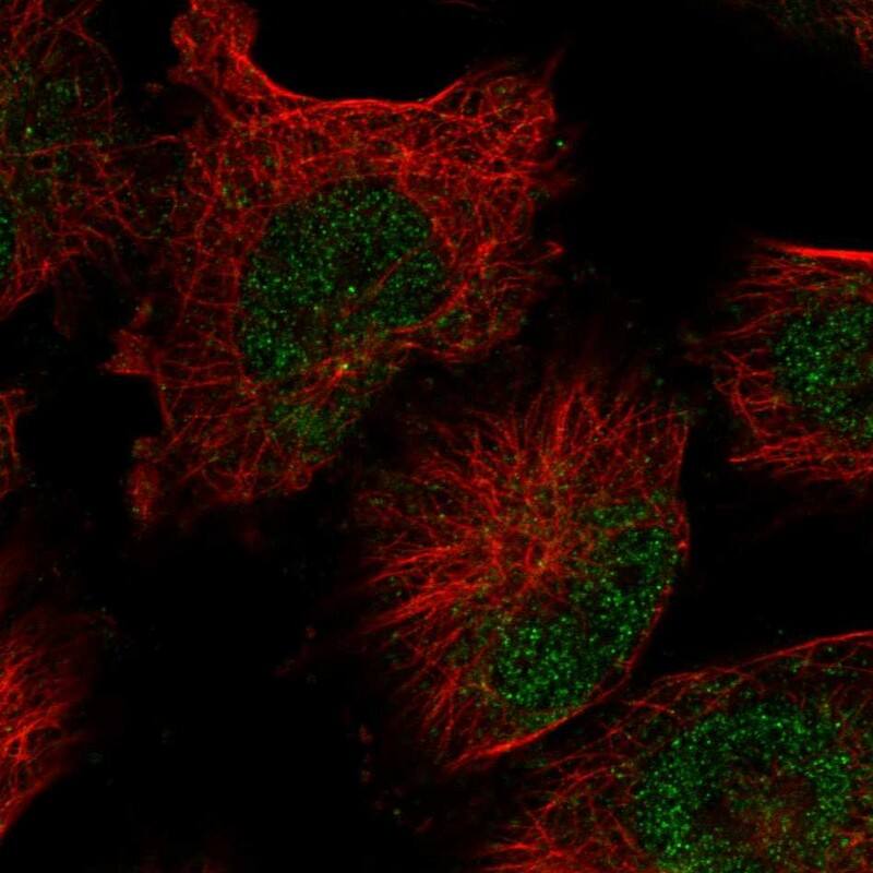 FAM208B Antibody - BSA Free Immunocytochemistry/ Immunofluorescence: FAM208B Antibody [NBP1-90803]