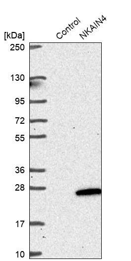 NKAIN4 Antibody - BSA Free Western Blot: NKAIN4 Antibody - BSA Free [NBP1-90809]