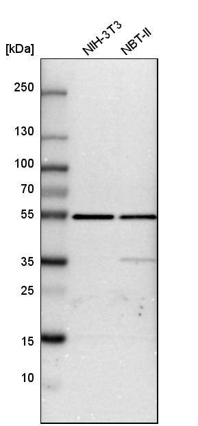 ATPB Antibody - BSA Free Western Blot: ATPB Antibody - BSA Free [NBP1-90815]