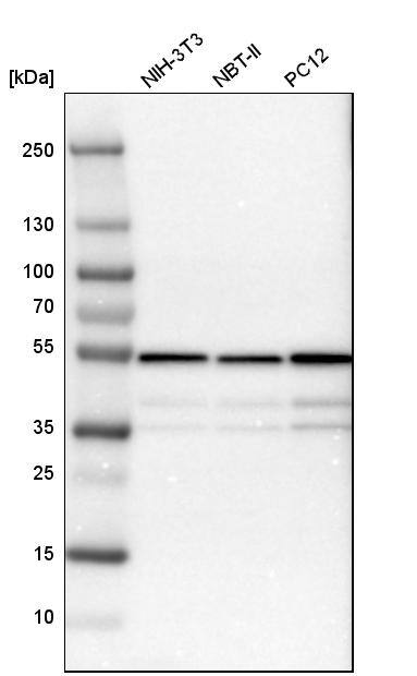 ATPB Antibody - BSA Free Western Blot: ATPB Antibody - BSA Free [NBP1-90816]