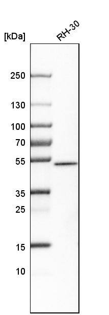 SNX30 Antibody - BSA Free Western Blot: SNX30 Antibody - BSA Free [NBP1-90841]