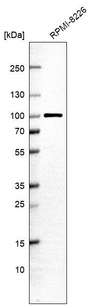 VPS51 Antibody - BSA Free Western Blot: VPS51 Antibody - BSA Free [NBP1-90857]