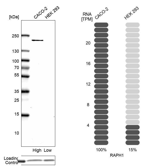 RAPH1 Antibody - BSA Free Western Blot: RAPH1 Antibody - BSA Free [NBP1-90860]
