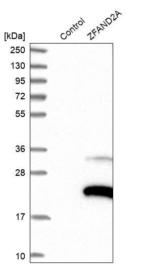 ZFAND2A Antibody - BSA Free Western Blot: ZFAND2A Antibody - BSA Free [NBP1-90864]