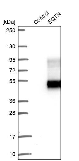EQTN Antibody - BSA Free Western Blot: EQTN Antibody - BSA Free [NBP1-90868]