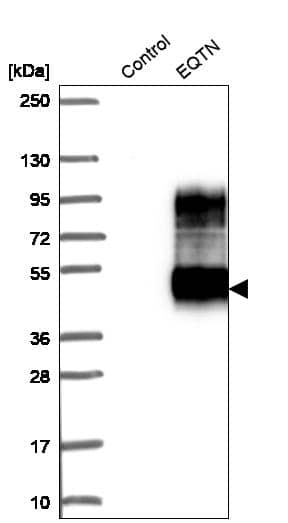 EQTN Antibody - BSA Free Western Blot: EQTN Antibody - BSA Free [NBP1-90869]