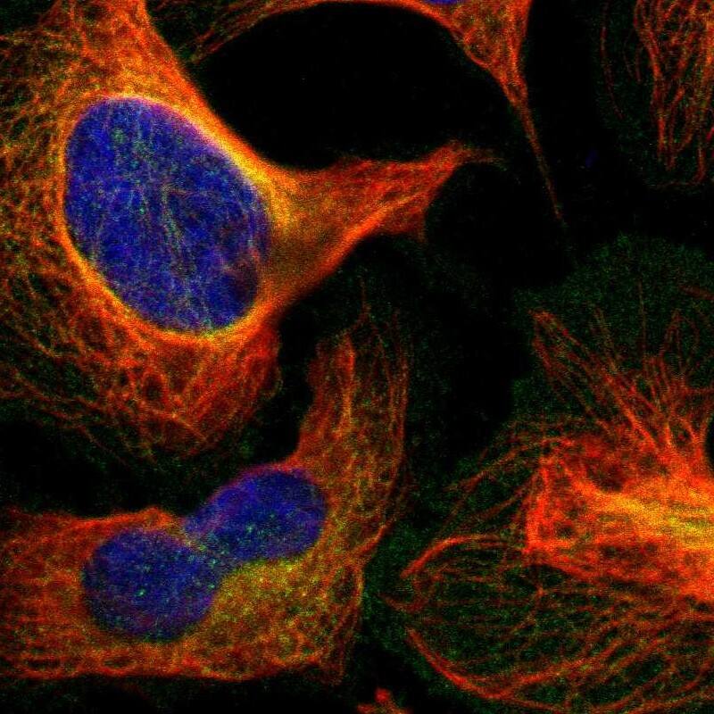 RELL1 Antibody - BSA Free Immunocytochemistry/ Immunofluorescence: RELL1 Antibody [NBP1-90886]