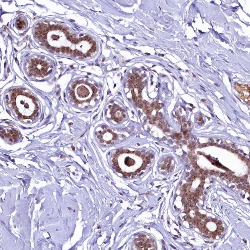 LEUTX Antibody - BSA Free Immunohistochemistry-Paraffin: LEUTX Antibody [NBP1-90890]
