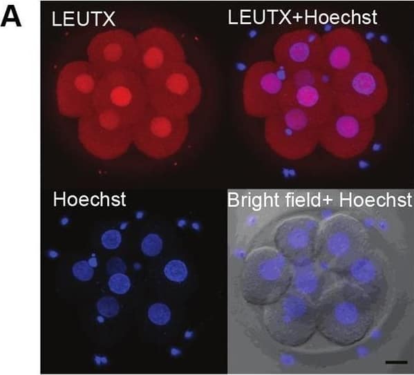 LEUTX Antibody - BSA Free