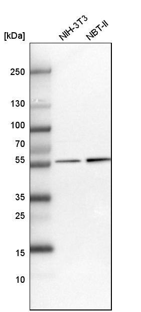 UDP glucose dehydrogenase Antibody - BSA Free Western Blot: UDP glucose dehydrogenase Antibody - BSA Free [NBP1-90906]
