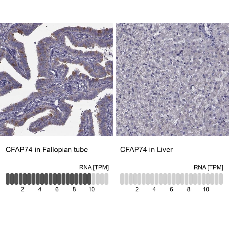 CFAP74 Antibody - BSA Free Immunohistochemistry: CFAP74 Antibody - BSA Free [NBP1-90919]