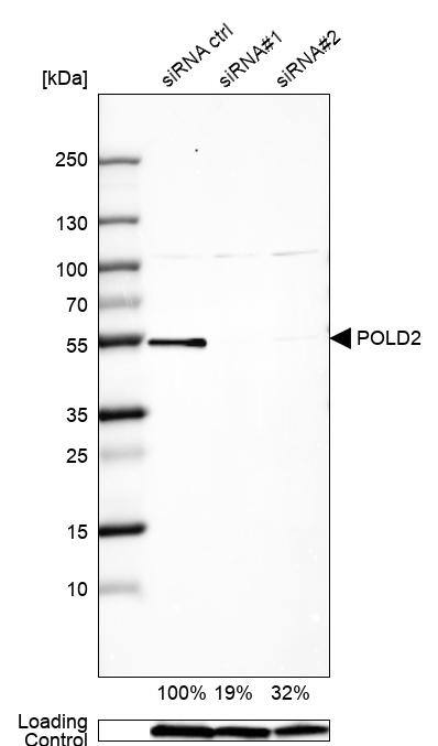 DNA polymerase delta p50 Antibody - BSA Free Western Blot: DNA polymerase delta p50 Antibody - BSA Free [NBP1-90925]