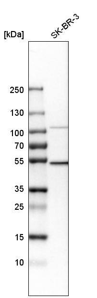DNA polymerase delta p50 Antibody - BSA Free Western Blot: DNA polymerase delta p50 Antibody - BSA Free [NBP1-90925]