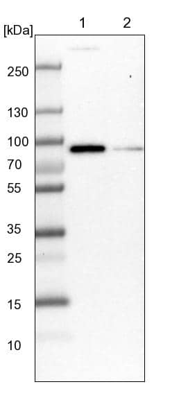 AJM1 Antibody - BSA Free Western Blot: AJM1 Antibody - BSA Free [NBP1-90935]